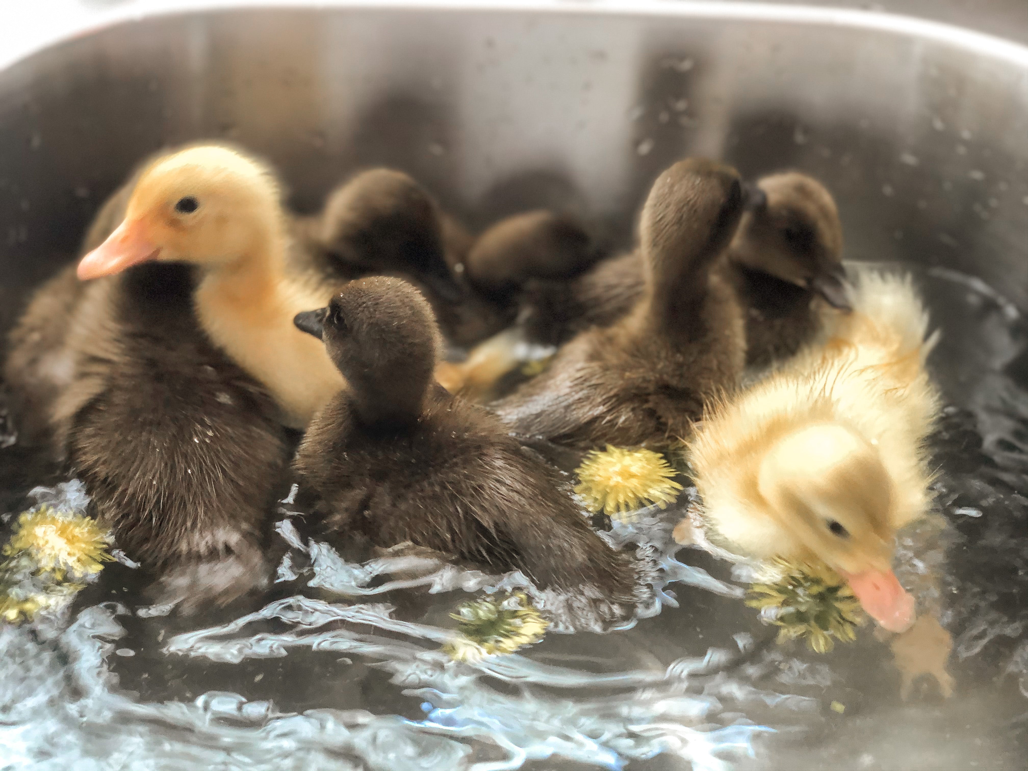 Raising Ducklings for Beginners Guide – The Galloway Farm