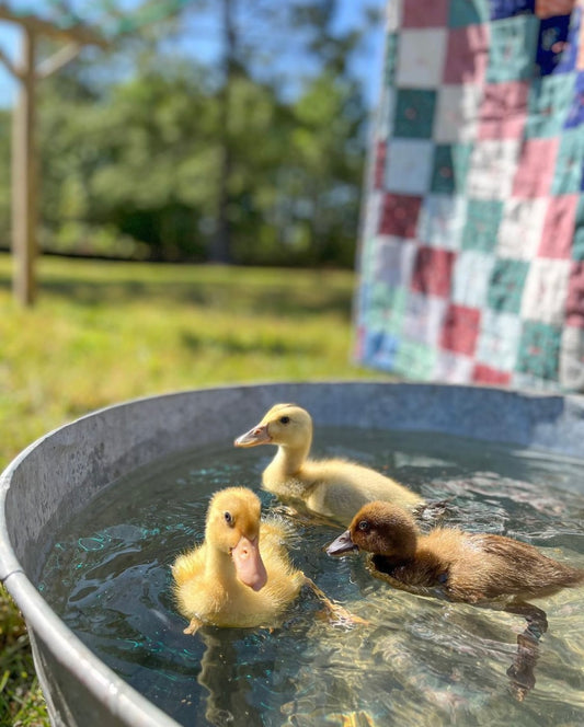 6 Reasons You NEED Ducks on Your Homestead