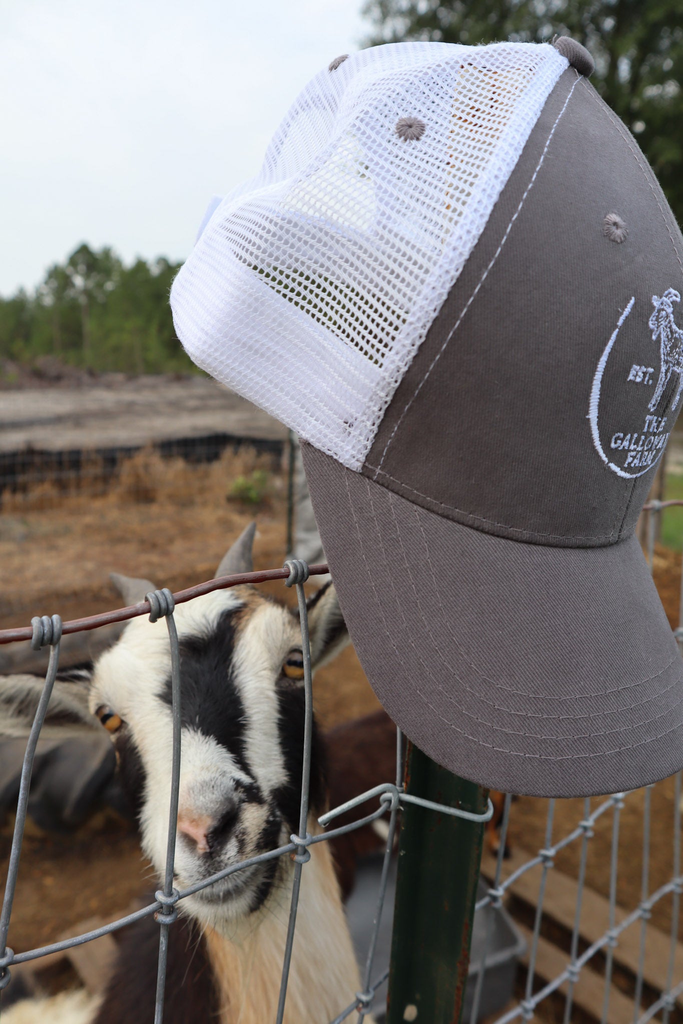 The Galloway Farm Logo Hat